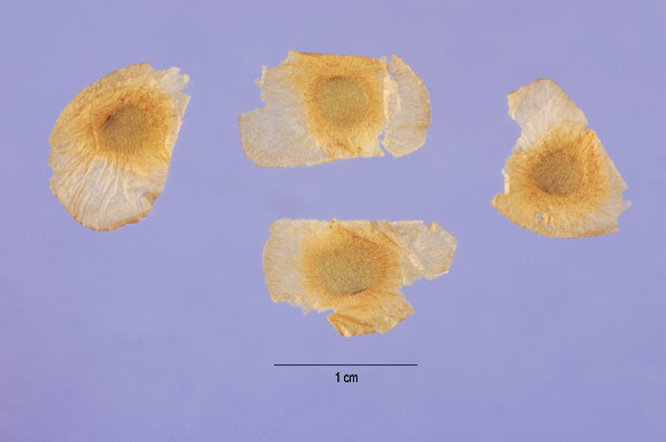Photo - Chinese yam (Dioscorea polystachya) seeds