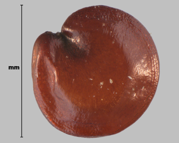 Photo - Magloire (Alternanthera sessilis), graine