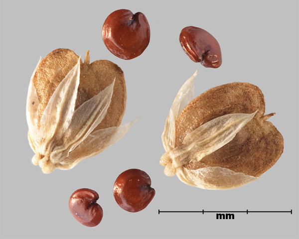 Photo - Magloire (Alternanthera sessilis), utricules et graines