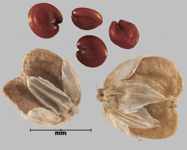 Photo - Smooth joyweed (Alternanthera paronychioides) utricles and seeds