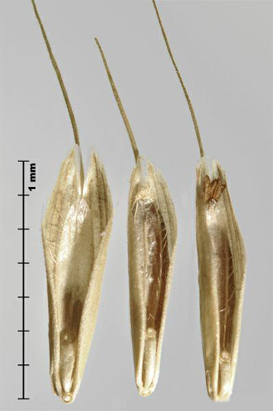 bromus secalinus