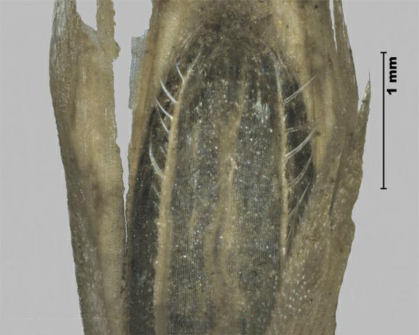 Figure 6 - Espèce semblable : Brome du Japon (Bromus japonicus) fleuron; les dents de la paléole