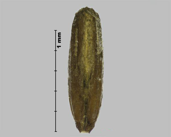 Figure 4 - Brome faux-seigle (Bromus secalinus) caryopses