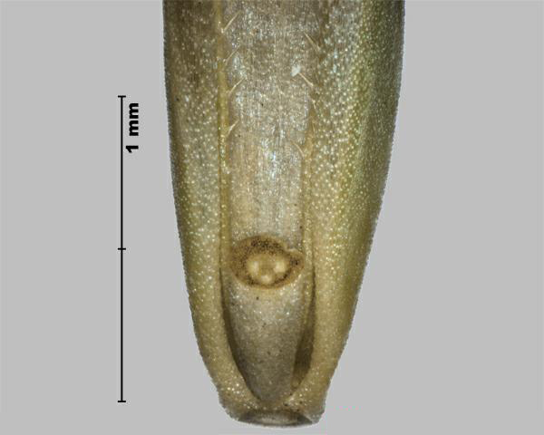 Figure 2 - Brome faux-seigle (Bromus secalinus) la base de la fleuron