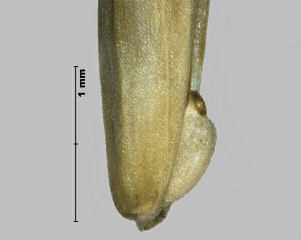 Figure 3 - Brome faux-seigle (Bromus secalinus) la base de la fleuron, vue de côté