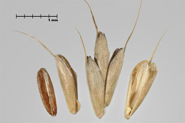 Figure 1 - Brome faux-seigle (Bromus secalinus), caryopse (G) et fleurons