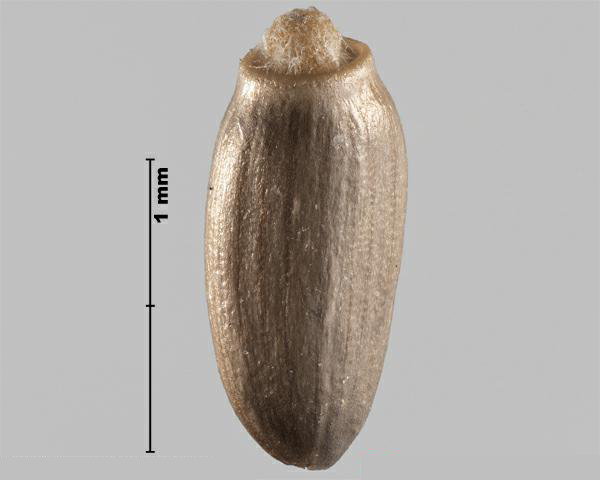 Figure 2 - Spiny plumeless thistle (Carduus acanthoides) achene