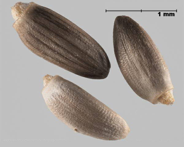 Figure 1 - Spiny plumeless thistle (Carduus acanthoides) achenes