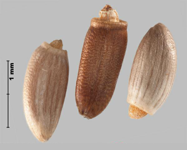 Figure 3 - Spiny plumeless thistle (Carduus acanthoides) achenes