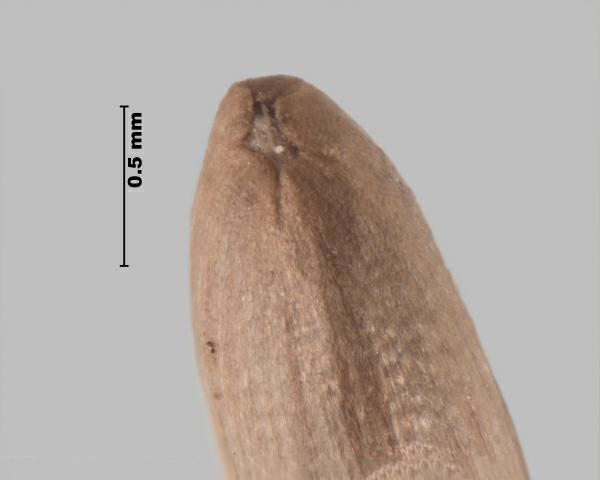 Figure 5 - Spiny plumeless thistle (Carduus acanthoides) bottom of achene