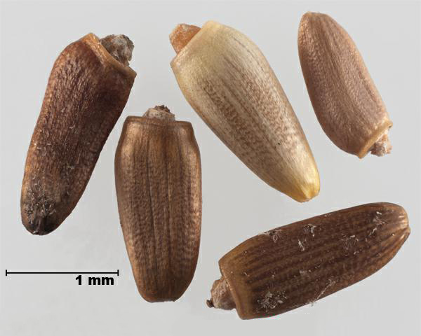 Figure 7 - Similar species: Nodding thistle (Carduus nutans) achenes