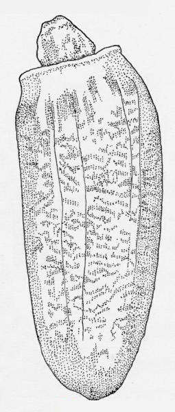 Figure 6 - Spiny plumeless thistle (Carduus acanthoides) achene