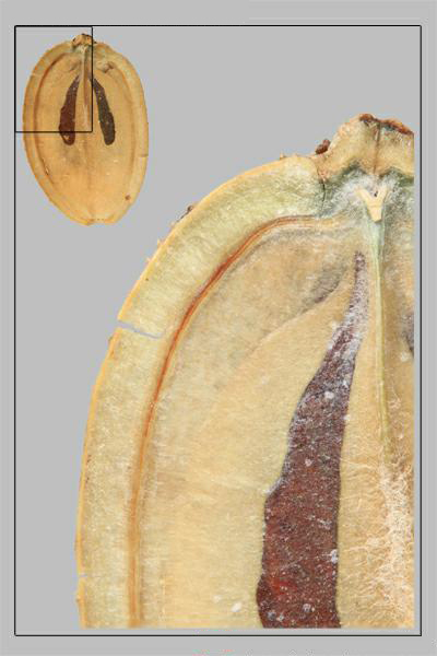 Figure 5 - Hogweed (Heracleum sosnowskyi) mericarp, brown oil duct in centre