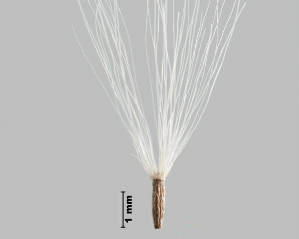 Figure 1 - British yellowhead (Inula britannica) achene with pappus
