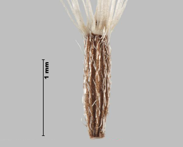 Figure 2 - British yellowhead (Inula britannica) achene with pappus