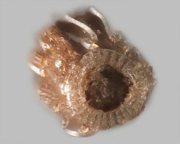 Figure 4 - British yellowhead (Inula britannica) base of achene