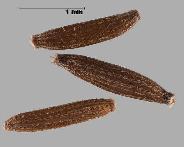 Figure 1 - Madagascar ragwort (Senecio madagascariensis) achenes