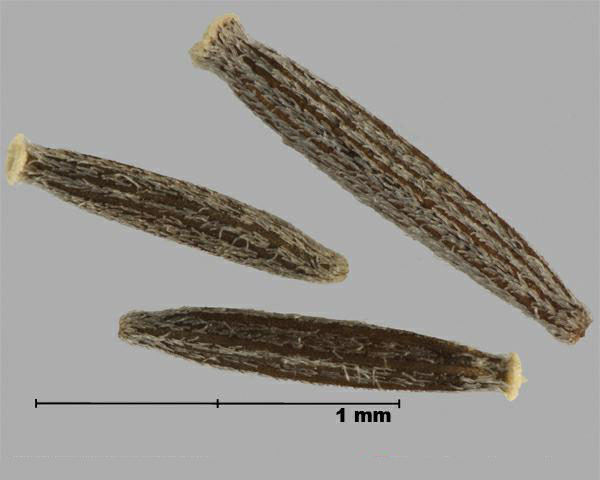 Figure 6 - Similar species: Common groundsel (Senecio vulgaris) achenes