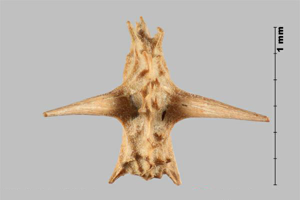 Croix-de-Malte (Tribulus terrrestris) nucule