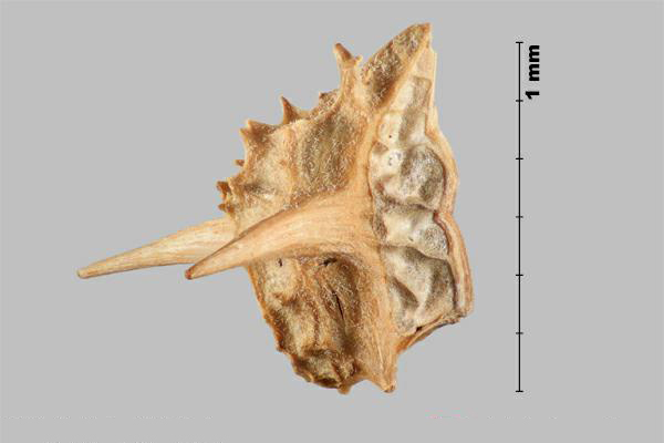 Croix-de-Malte (Tribulus terrrestris) nucule