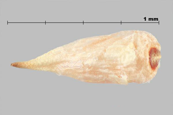 Croix-de-Malte (Tribulus terrrestris) graine