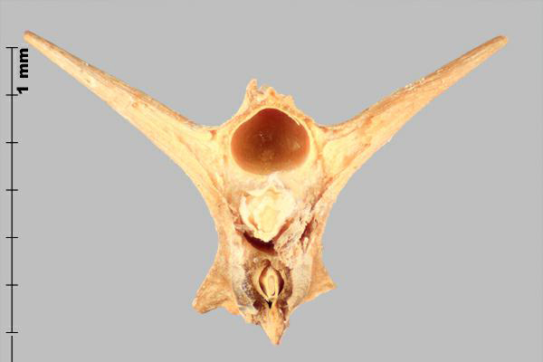 Croix-de-Malte (Tribulus terrrestris) nucule, section transversale
