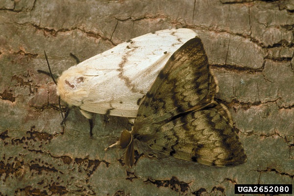 Image of two LDD moths. The male is brown and the female is white.