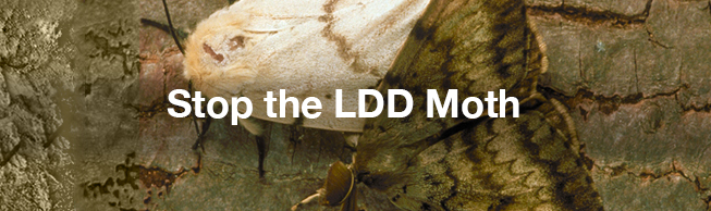Stop the LDD Moth