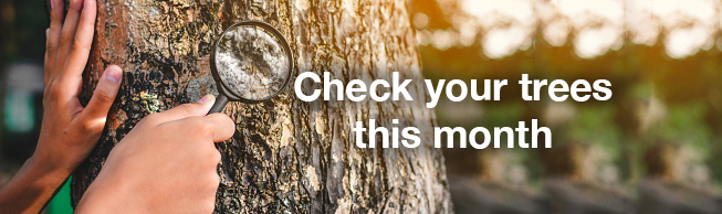 Check your trees this month