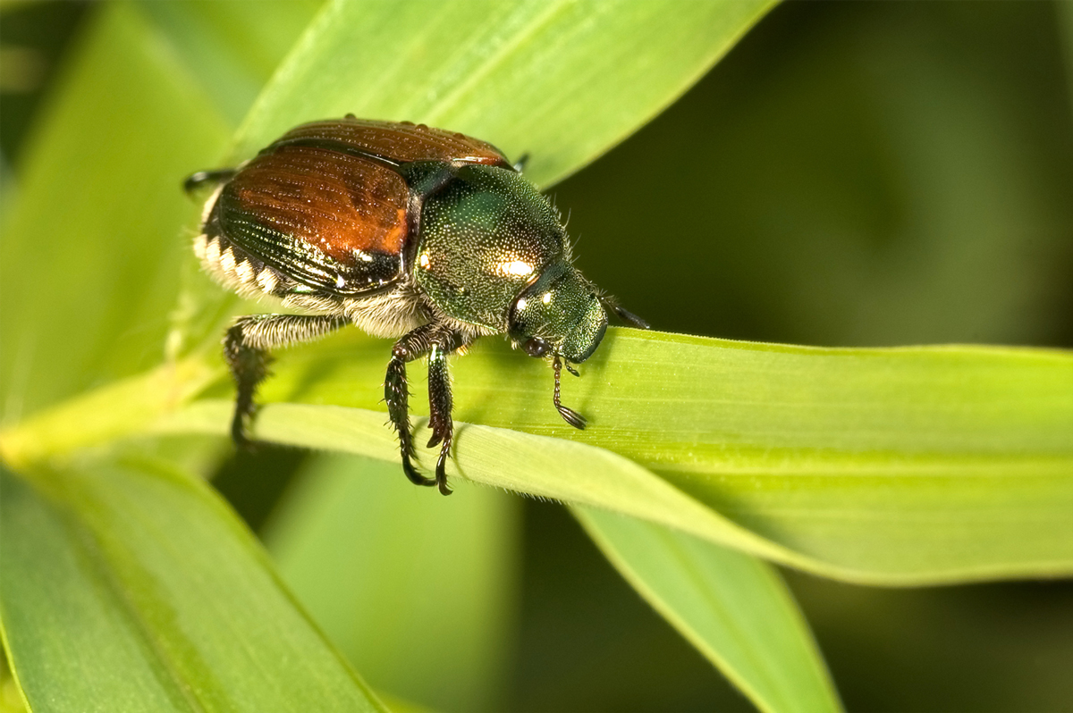 Example of an adult Japanese beetle