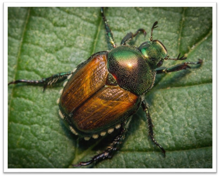 Exemple scarabées japonais adultes