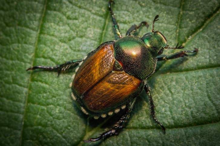 Example of an adult Japanese beetle. Description follows.