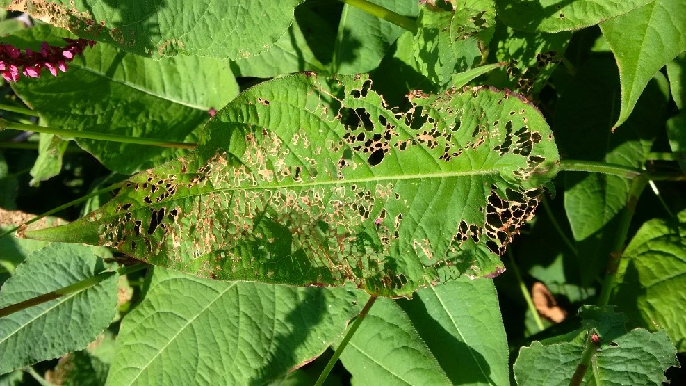 Example of damage caused by adult Japanese beetle feeding. Description follows.