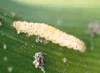 larva - Eastern Cereal and Oilseeds Research Centre