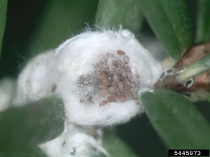 Figure 2, shows the woolly egg masses located on the underside of hemlock branches. Immature crawlers are emerging from the egg masses and settling at the base of the hemlock needles on the underside of the branch, where they will insert their stylet into the plant tissue and begin feeding.