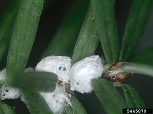 La figure 3, montre un gros plan du puceron lanigère de la pruche adulte, couvert de filaments cireux blancs à apparence laineuse qui ressemblent à de petits noeuds de coton.