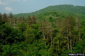 Figure 1, shows varying levels of decline and mortality on the landscape. Hemlock woolly adelgid feeding causes dessication of the needles and trees will eventually take on the grayish-green cast before mortality occurs.