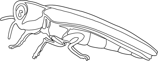 colour the beetle