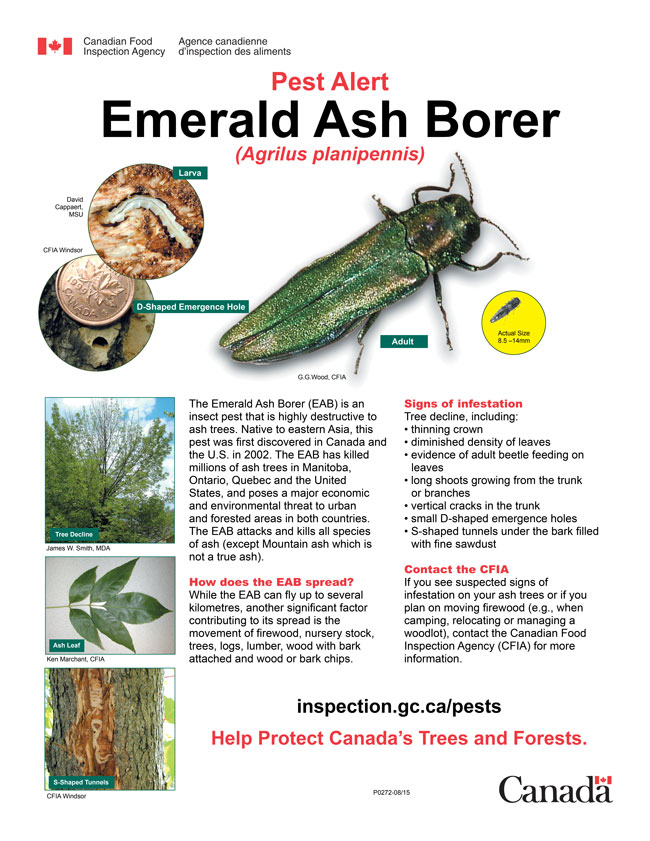 image - Pest Alert Emerald Ash Borer. Description follows.