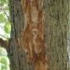 S shaped pattern between the bark and the wood caused by the emerald ash borer