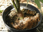 Citrus Long-horned Beetle damage on a potted plant