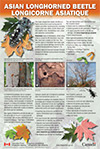 vignette PDF pour Le longicorne asiatique : Une espèce envahissante indésirable (affiche bilingue)