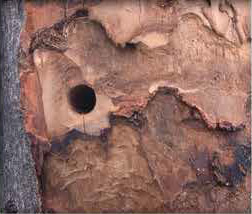 Figure 2 - Exit holes which are made by adult beetles