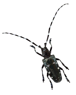 Adult beetles are 20–35 mm long, shiny black, with up to 20 white spots on each wing cover.