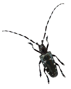 Asian Long-Horned Beetle