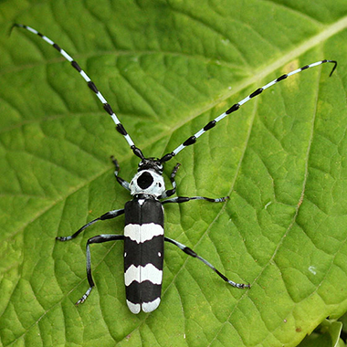 Banded alder borer