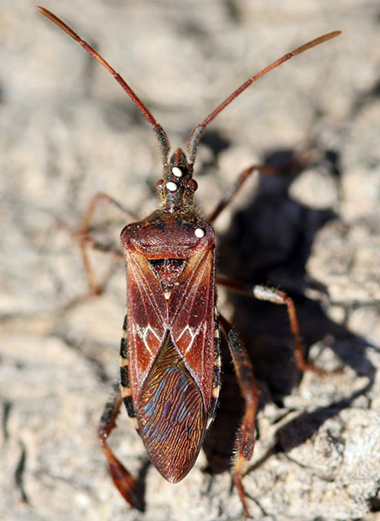 Western conifer-seed bug