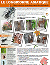 Affiche du Longicorne asiatique en format de document portable