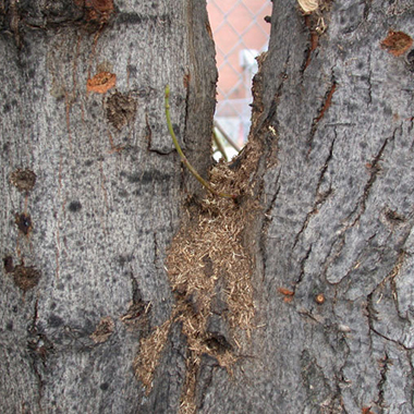 asian longhorn beetle damage