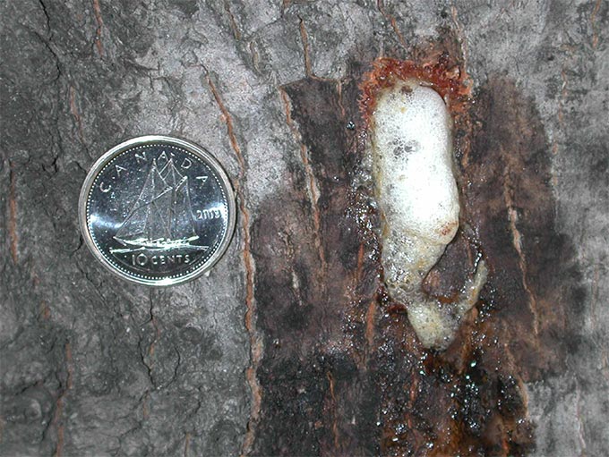 Dripping sap from egg laying site